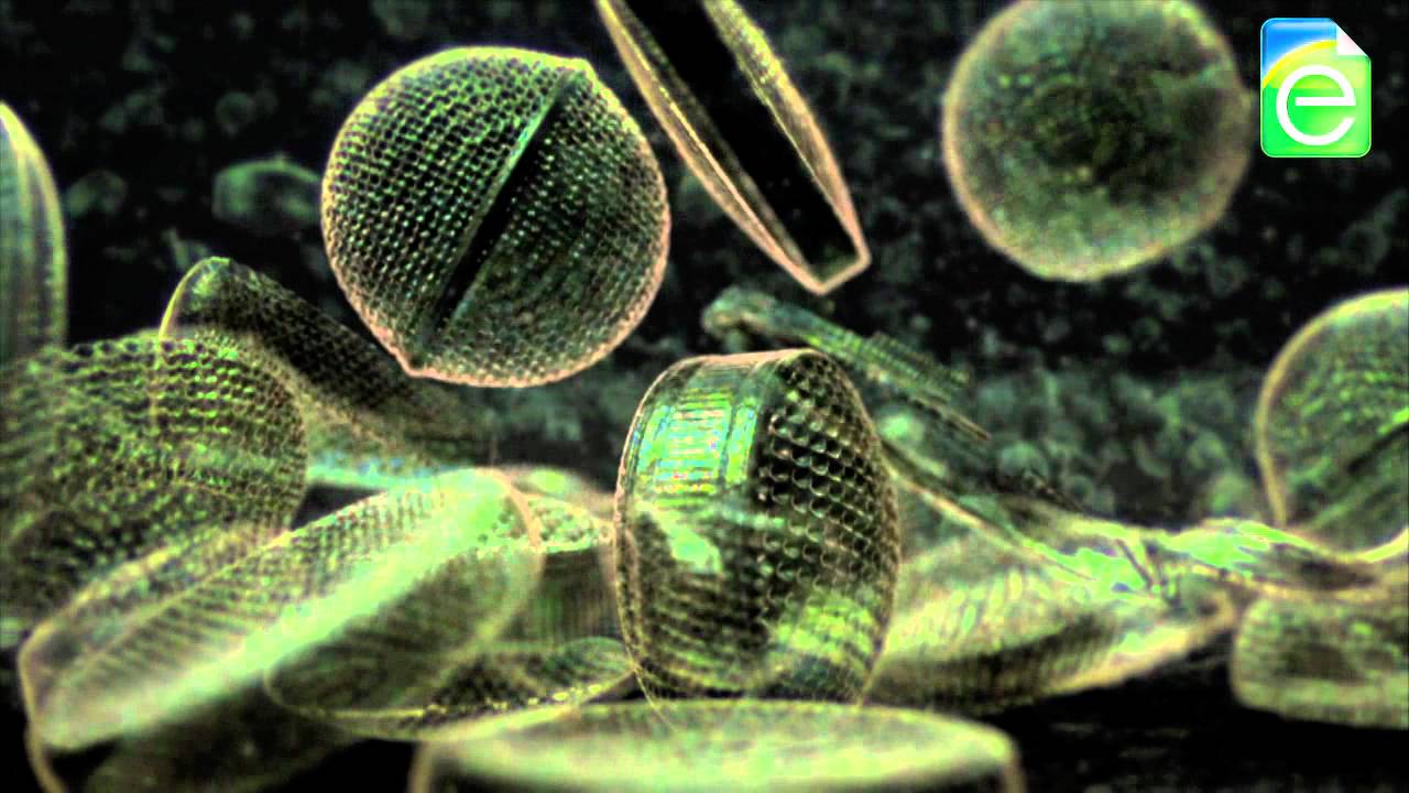 Geomicrobiology of Fossil Fuels
